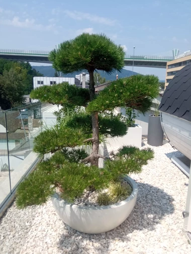 Celkový pohľad na strešnú záhradu s tvarovanými borovicami a skleneným zábradím