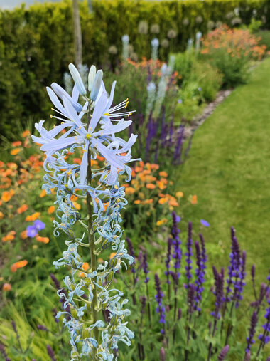 Detail farebných kvetinových záhonov - moderná záhrada