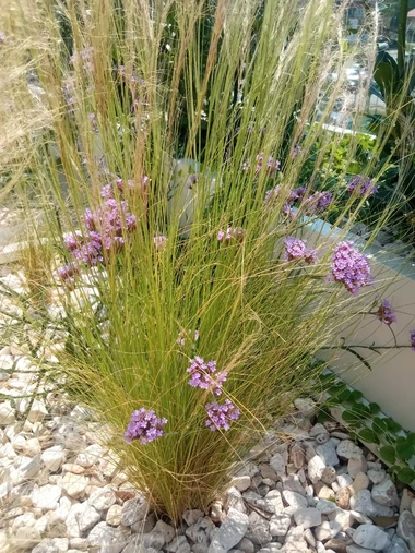 Detail okrasných tráv s fialovými kvetmi na strešnej záhrade Považská Bystrica