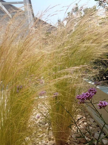 Detail vysokých okrasných tráv s fialovými kvetmi na strešnej terase