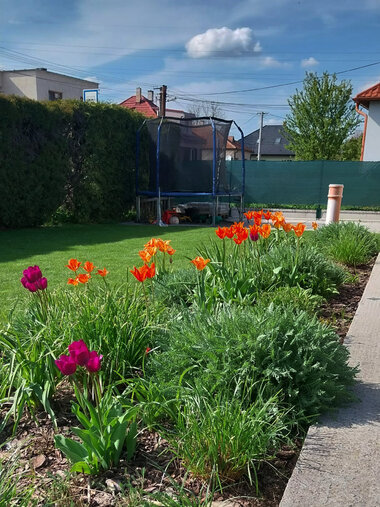 jarné tulipány v kombinácii fialovej, žltej a oranžovej farby