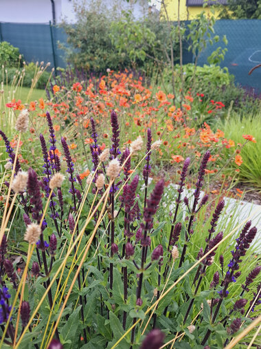 jarné tulipány v kombinácii fialovej, žltej a oranžovej farby