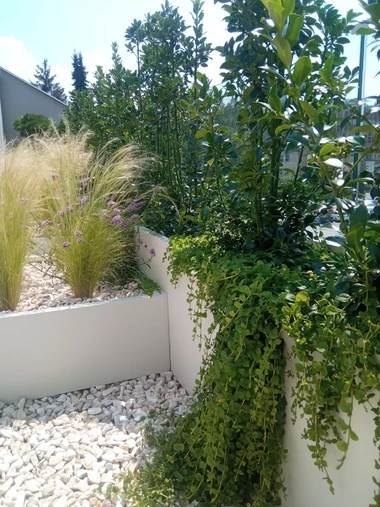 Kombinácia cezmín a okrasných tráv v sklolaminátových kvetináčoch