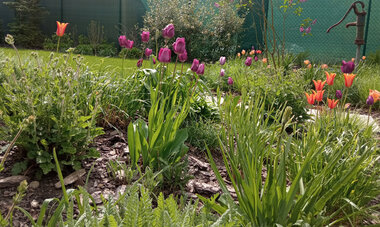 Kompozícia trvaliek a jarných cibuľovín v záhone