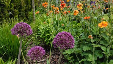 Kompozícia trvaliek a jarných cibuľovín v záhone