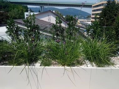 Krycie výsadby cezmín v bielych kvetináčoch na streše