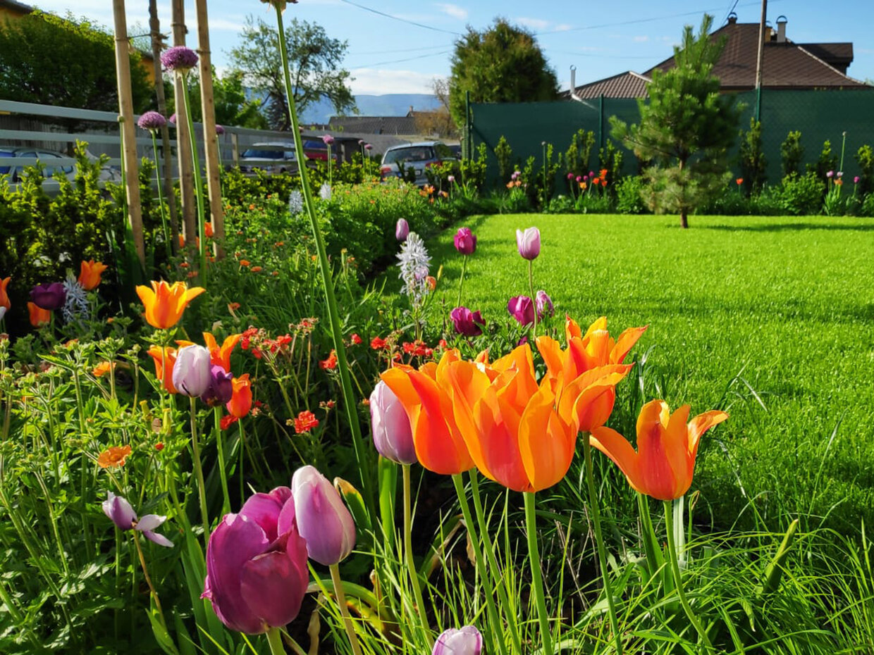 moderná záhrada s tulipánmi | realizacia stromme.sk