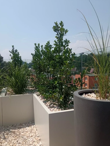 Stálozelená cezmína v sklolaminátovom kvetináči s okrasnými trávami