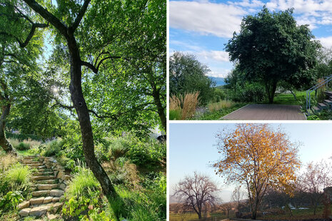 stromy v okrasnej záhrade