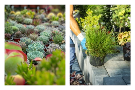 trvalky a okrasné trávy v okrasnej záhrade