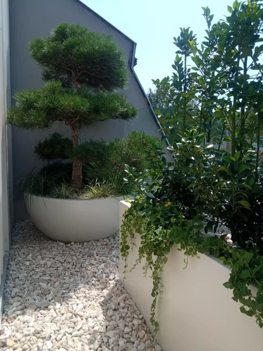 Tvarovaná borovica v miskovitom kvetináči so stálozelenou podsadbou