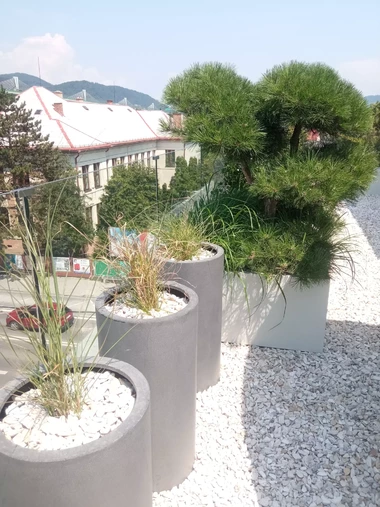 Tvarované borovice v miskovitých sklolaminátových kvetináčoch s podsadbou ostríc