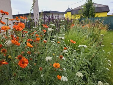 udržiavaný zelený trávnik v modernej okrasnej záhrade
